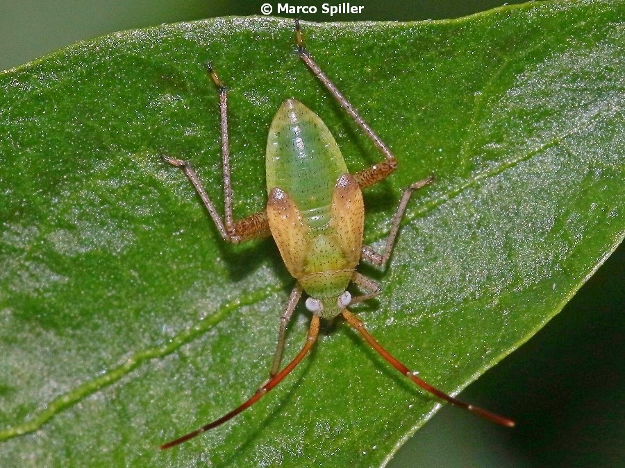 Ninfa di Miridae: Adelphocoris lineolatus